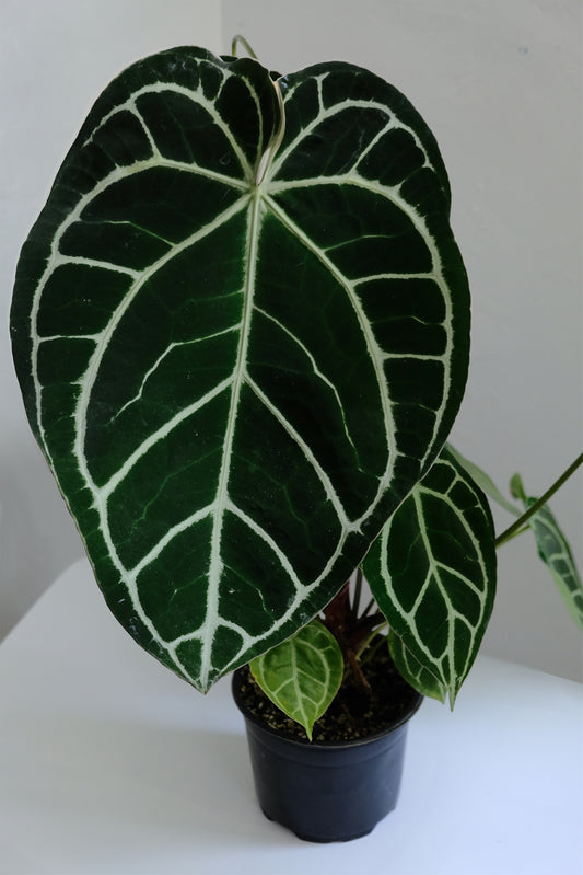 Anthurium Crystallinum- A Velvet Leaf Stunner! Everything You Need to Know.