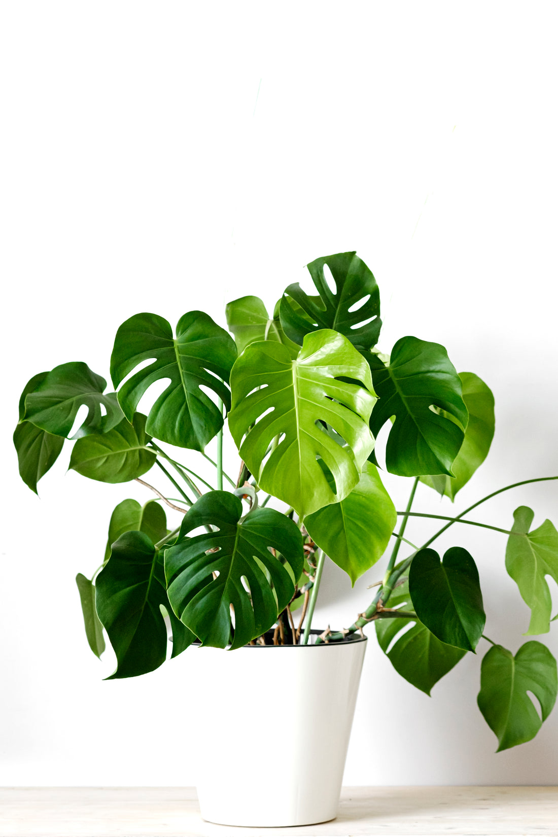 5 Expert Tips for Caring for Your Monstera Deliciosa or Swiss Cheese Plant
