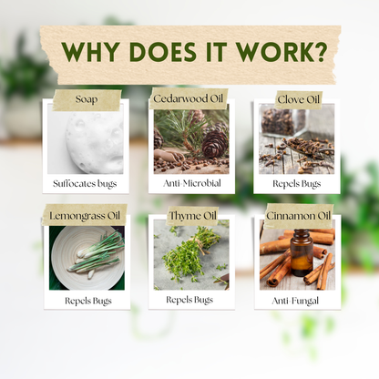 home remedies for house plant bugs Natural Insects Treatment for houseplants – Urban Gardener