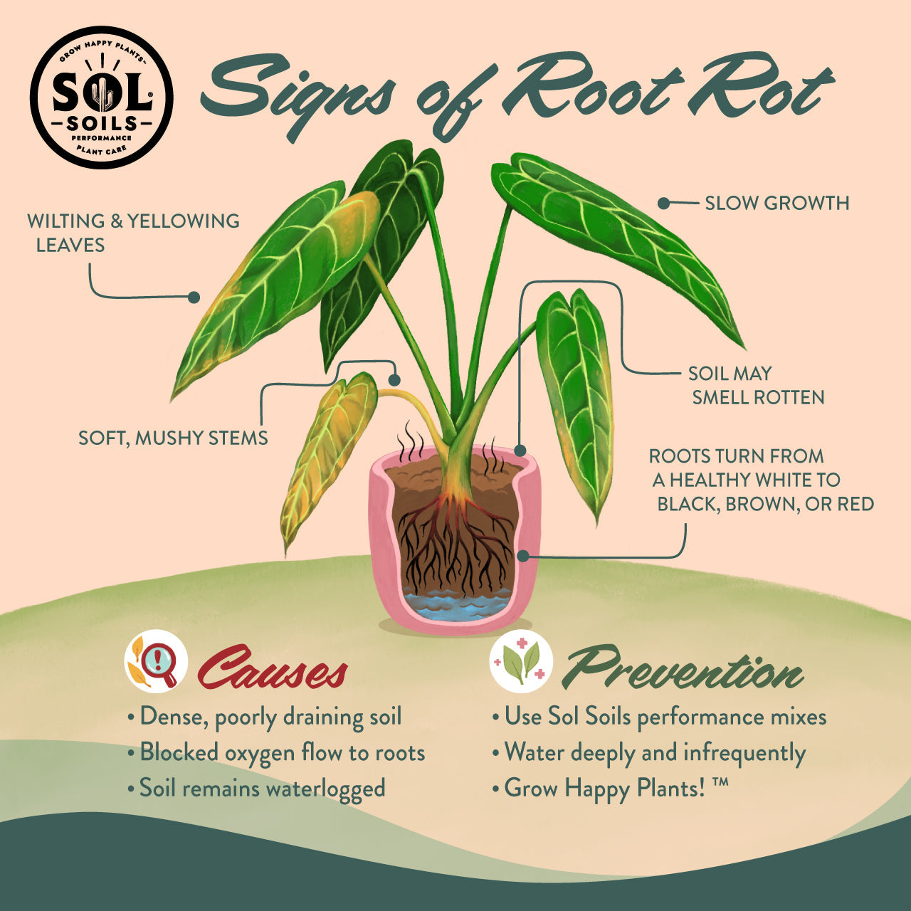 gritty succulent soil Sol Soils 1 Qt. Succulent Gritty Mix